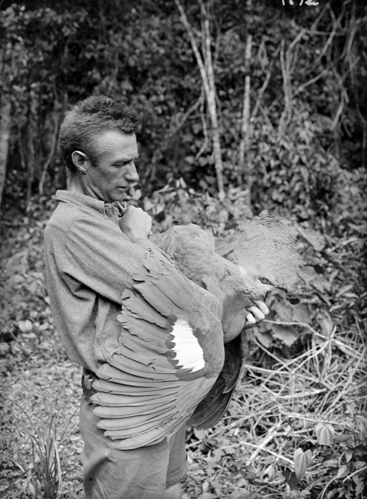 Allan McCulloch with Gaura Pigeon in Papua.