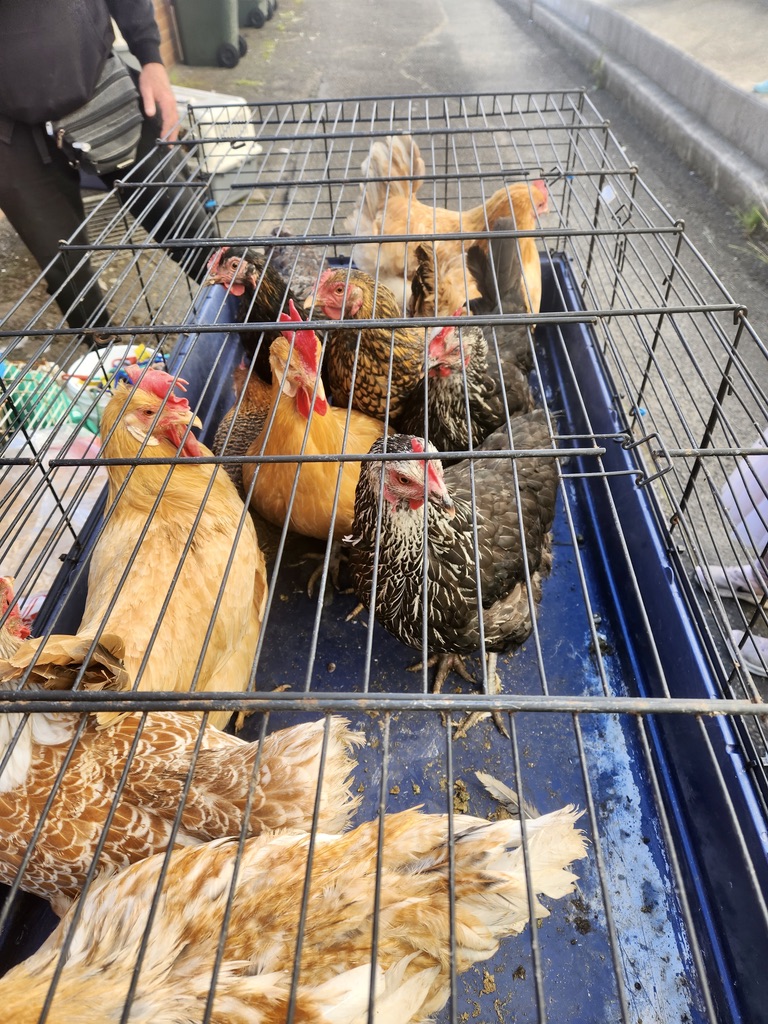 chicken competition at Leura Harvest Festival