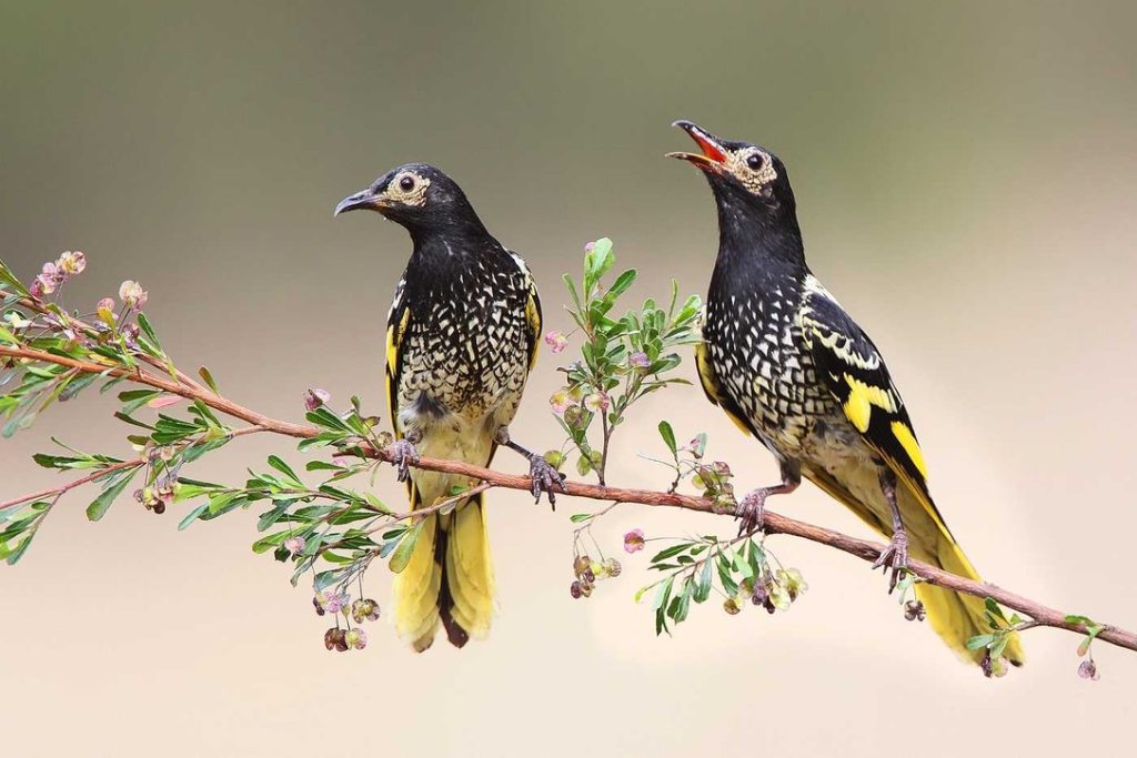 Regent Honeyeaters in the blue mountains