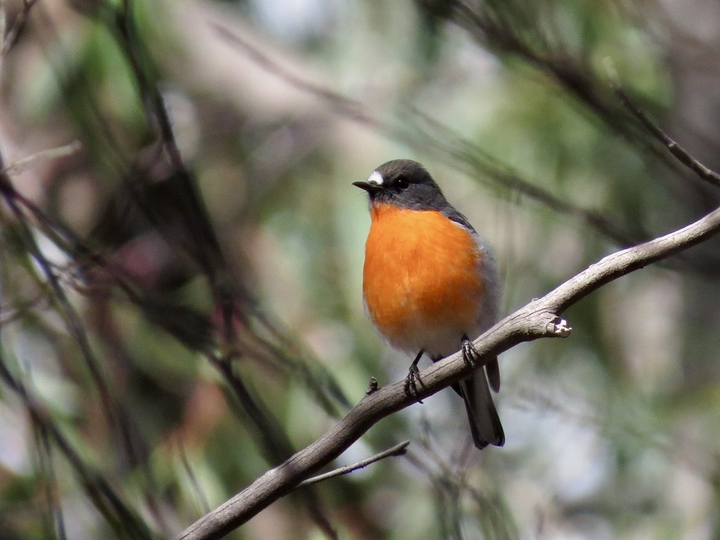 flame robin