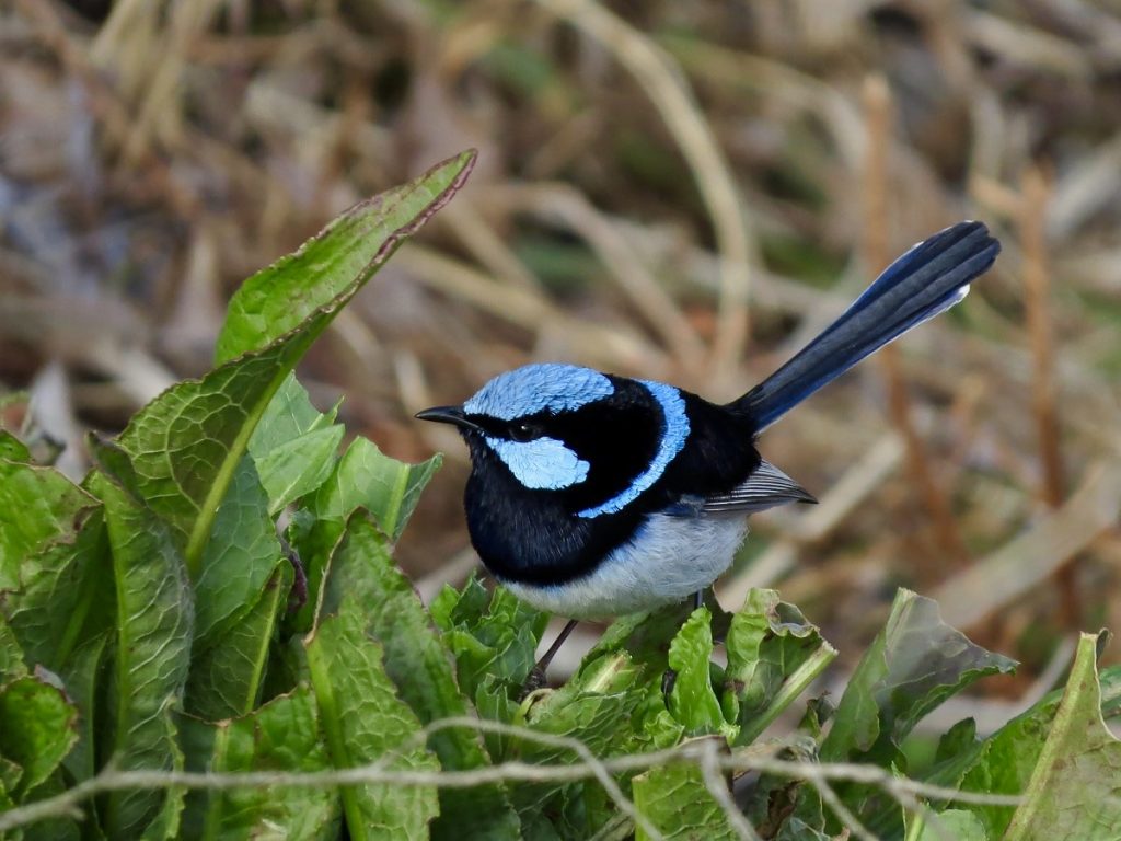 Male Superb Fairy-wren (Carol Probets)