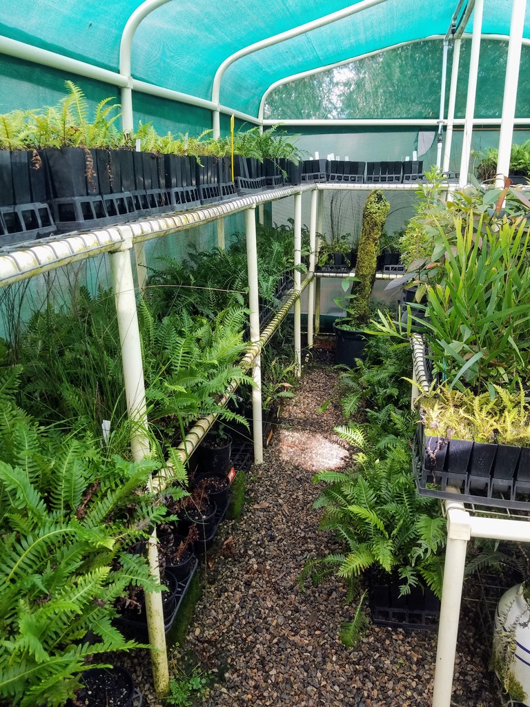 Katoomba Native Plant Nursery 