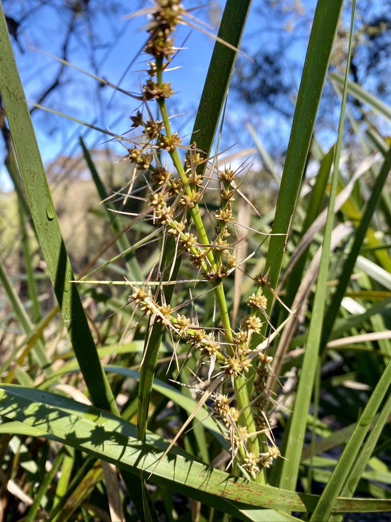 lomandra at Blue Mountains Wildplant Rescue