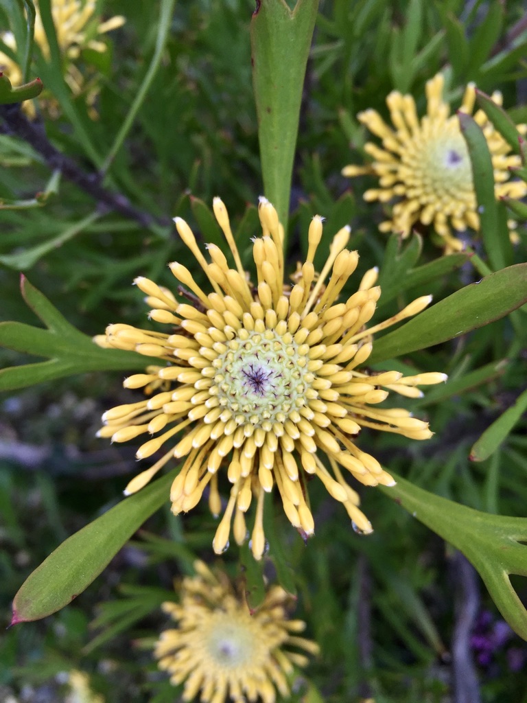 flowers at Blue Mountains Wildplant Rescue