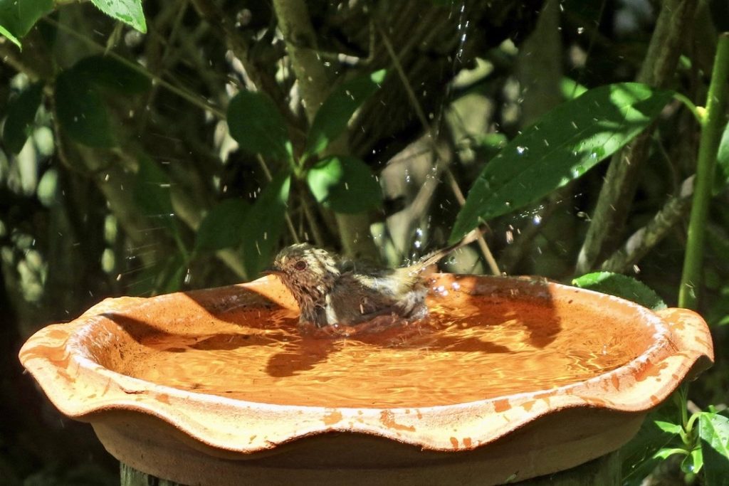 Brown Thornbill in bird bath (Carol Probets)