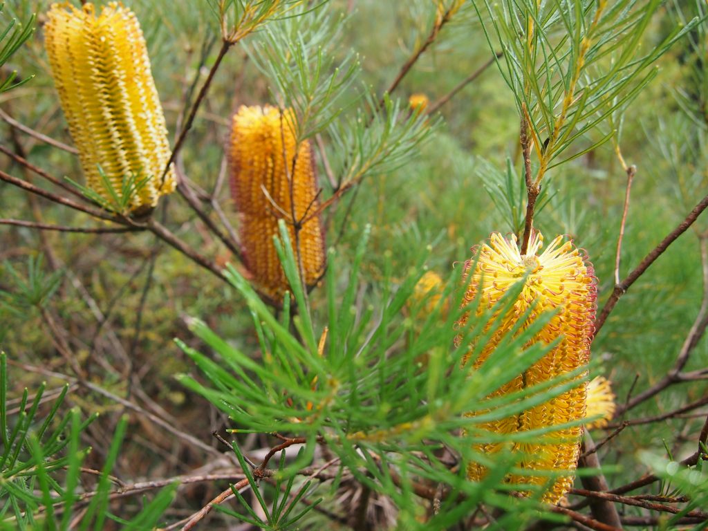Banksia Spinulosa are endemic to the Blue Mountains