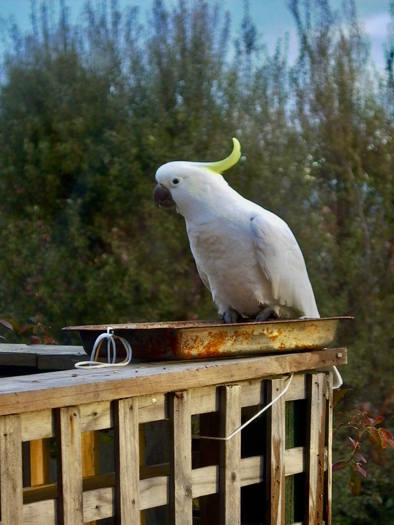 white Cockatoo