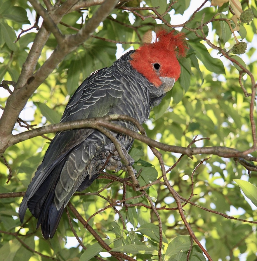 Gang-gang Cockatoo