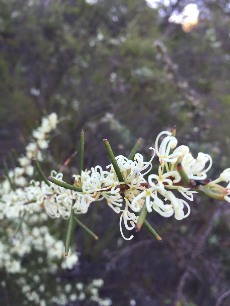 Hakea Silky Needlebrush