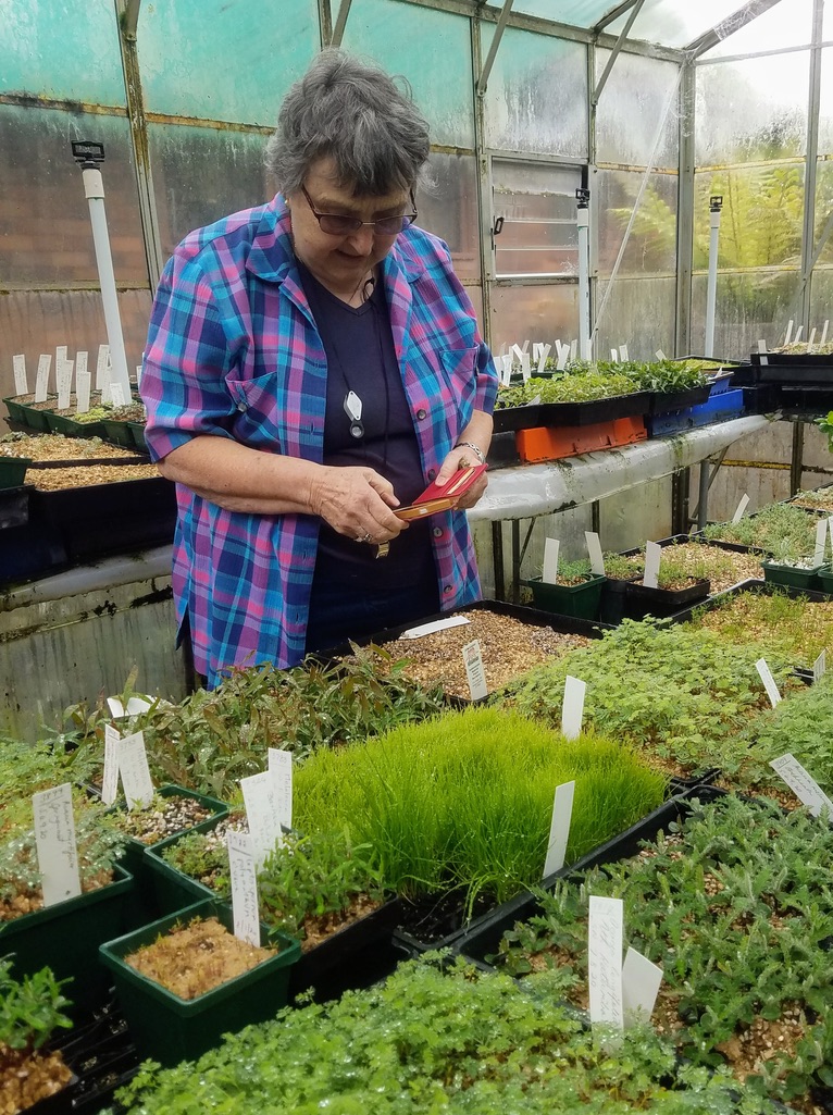 greenhouse at Katoomba Native Plant Nursery