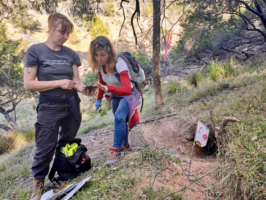 volunteers treating  wombat mange in the blue mountains