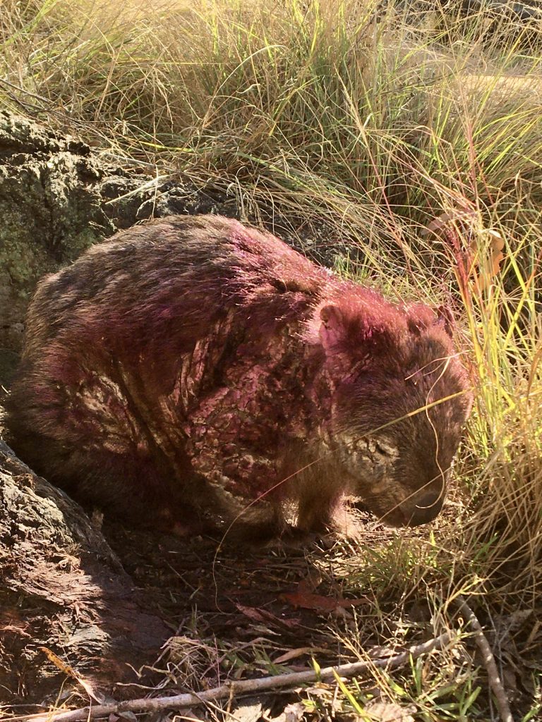 wombat mange in the blue mountains