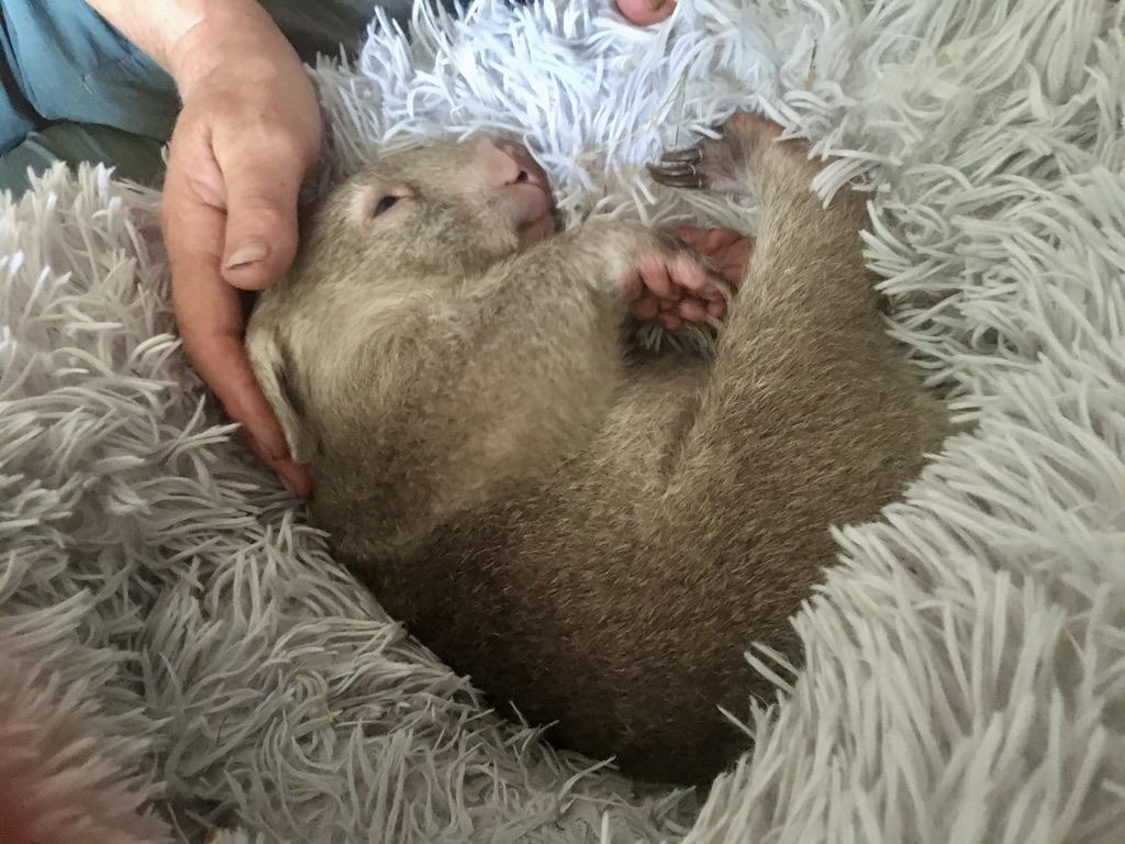 a healthy blue mountains wombat