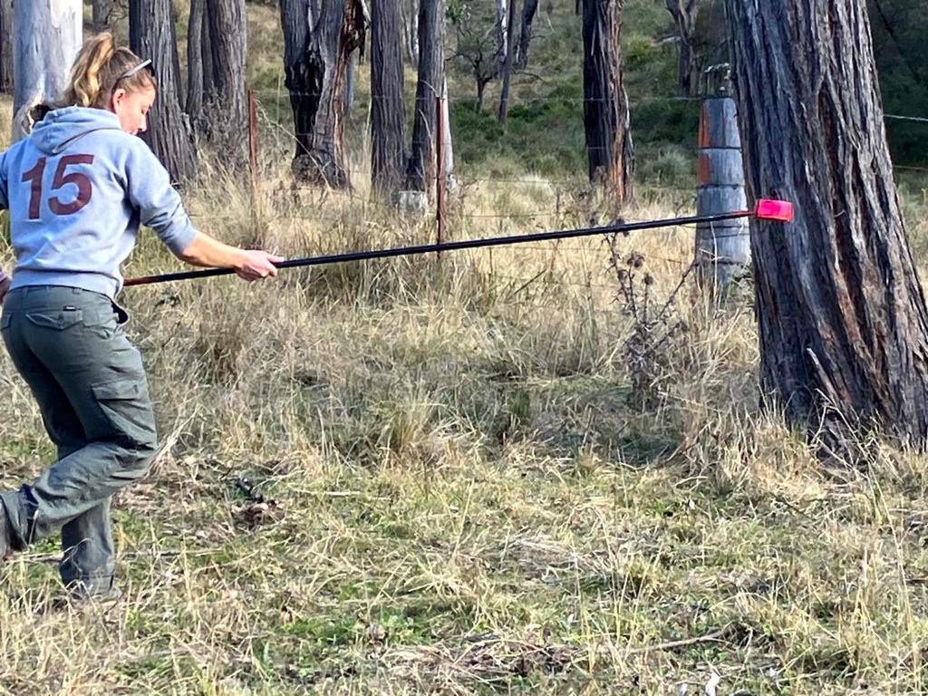 treating wombat mange in the blue mountains