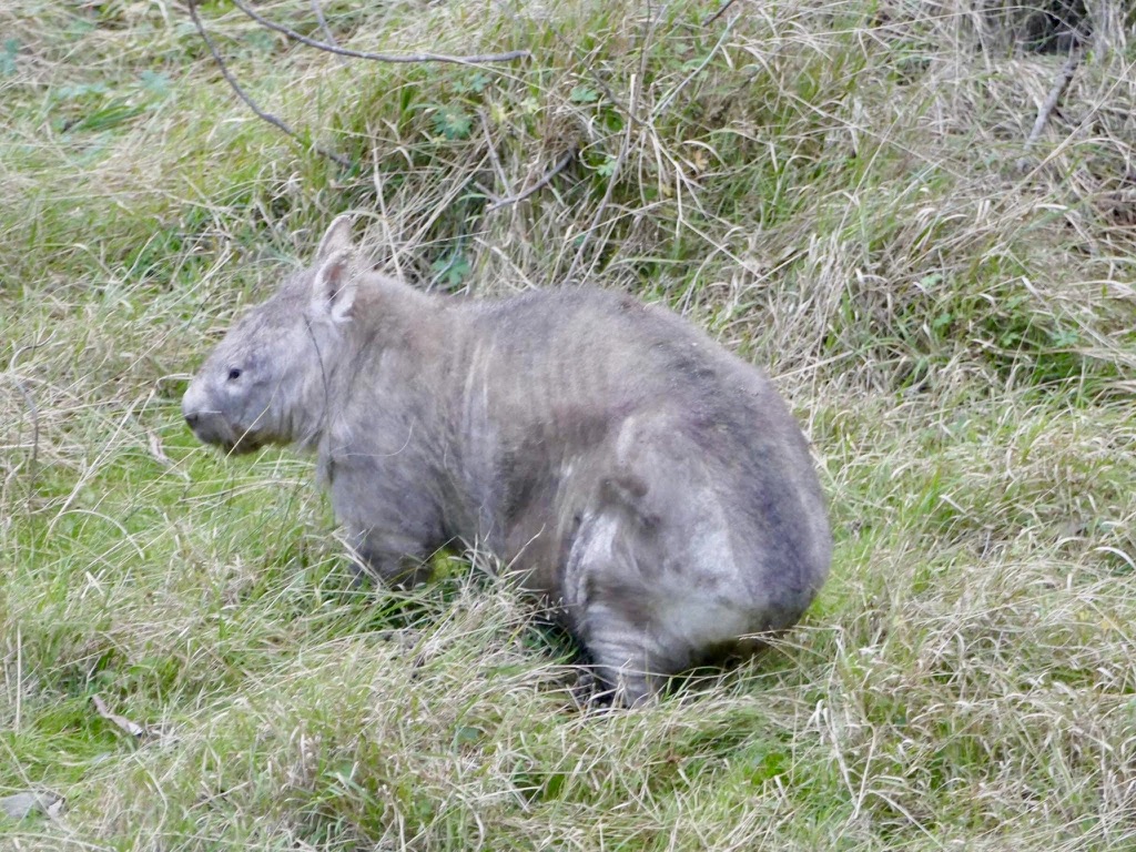 wombat treated for mange in the blue mountains