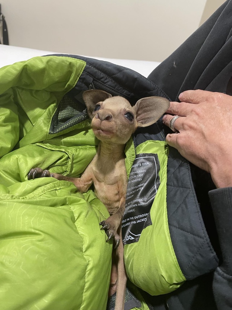 Keeping a joey warm