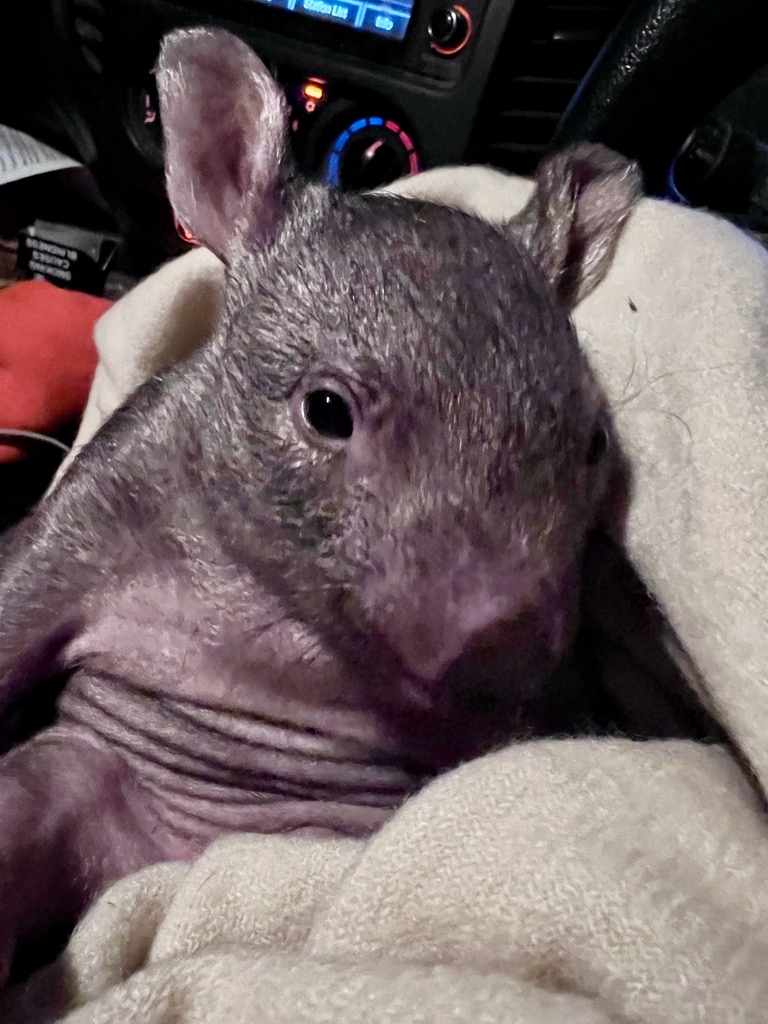 A baby wombat being rescued by Tracy