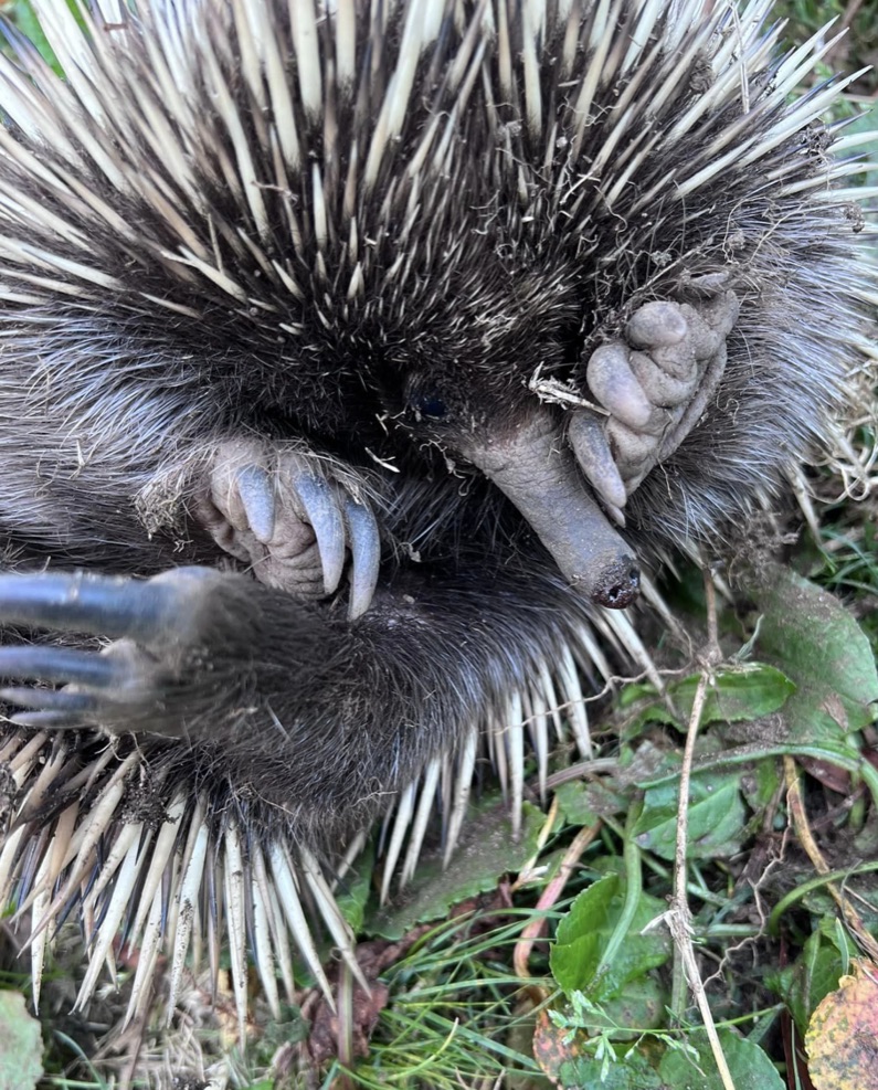 An echidna after being attacked by a dog