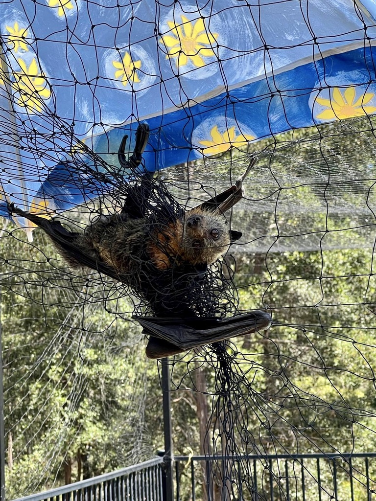 A flying fox caught in fruit netting.