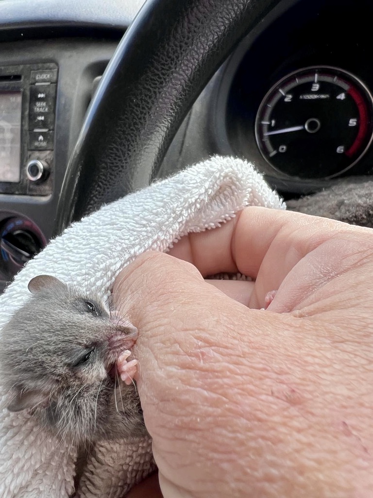 bitten by a marsupial