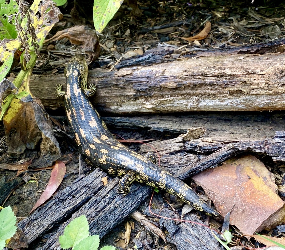 A blue-tongued lizard rescued from a being caught in fruit tree netting