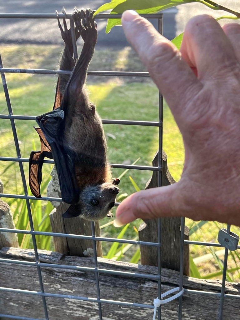 This tiny flying fox pup's mum was electrocuted