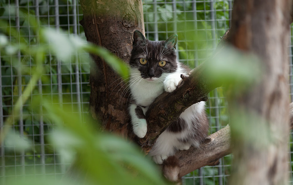 BMCC outdoor cat enclosure subsidies 