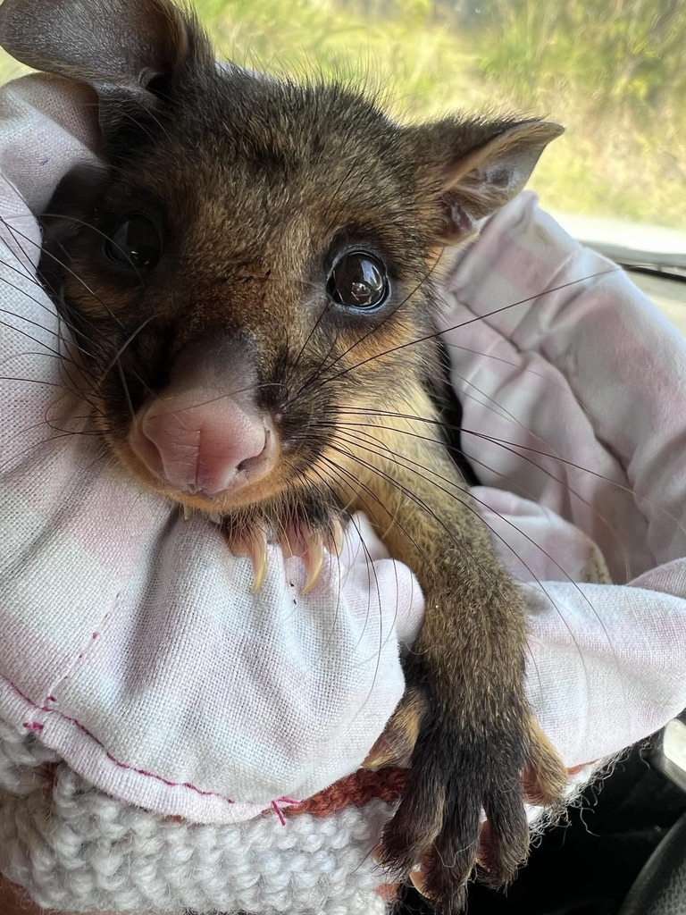 A rescued possum