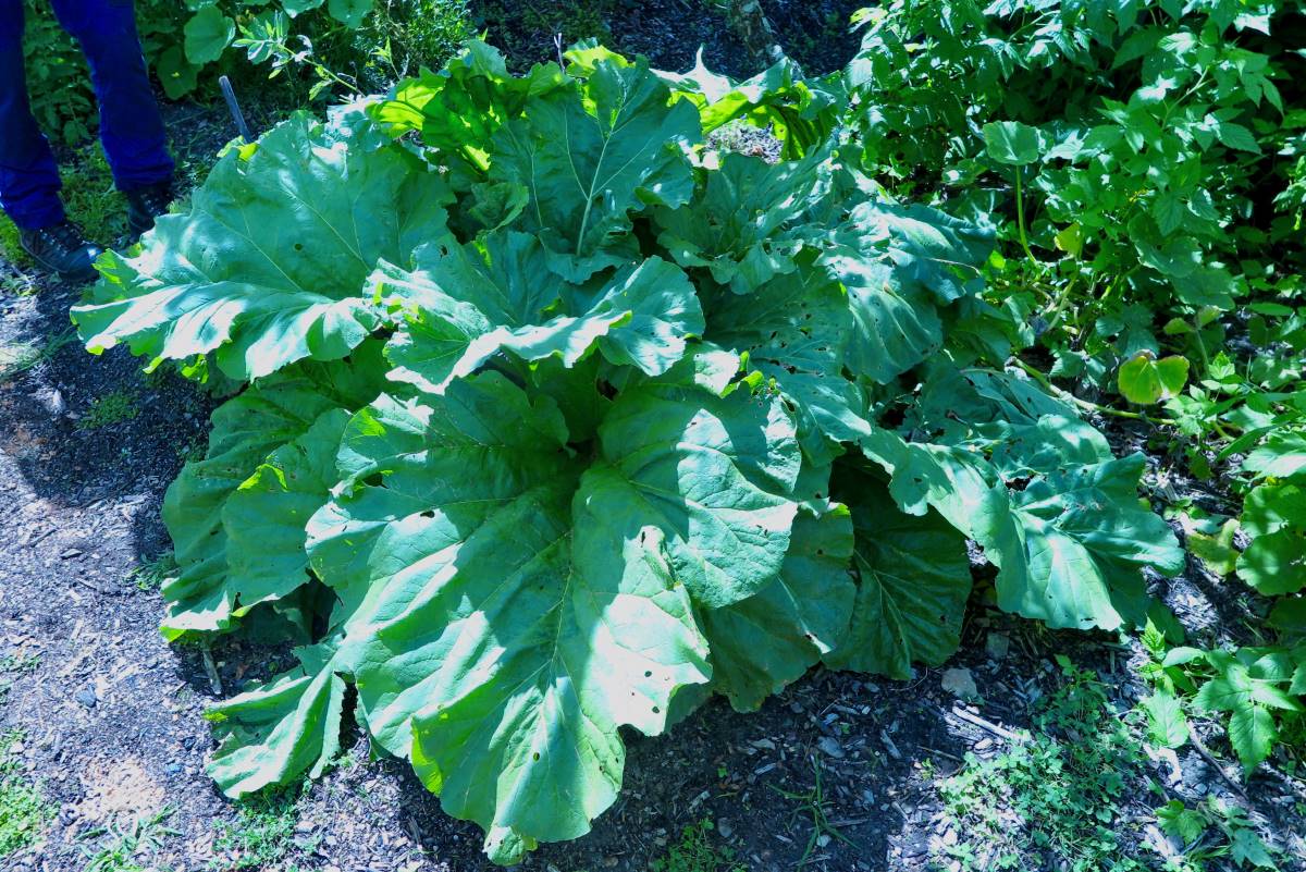 giant rhubarb