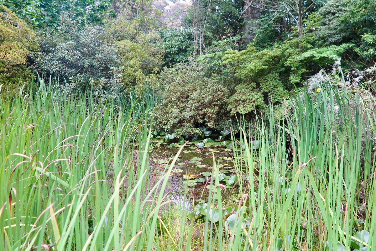 Caring for the land means the endangered Giant Dragonfly, Blue Mountains Skink and Mountain Pygmy Possum have been spotted at the site.