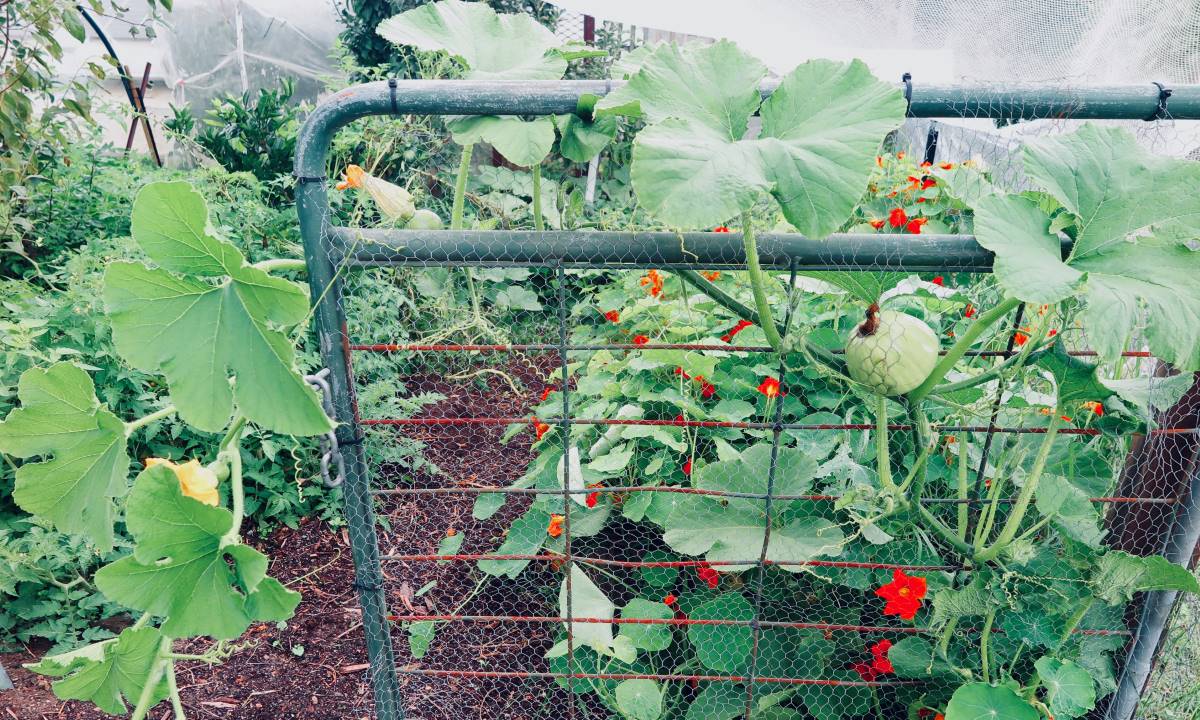 pumpkin growing on a gate