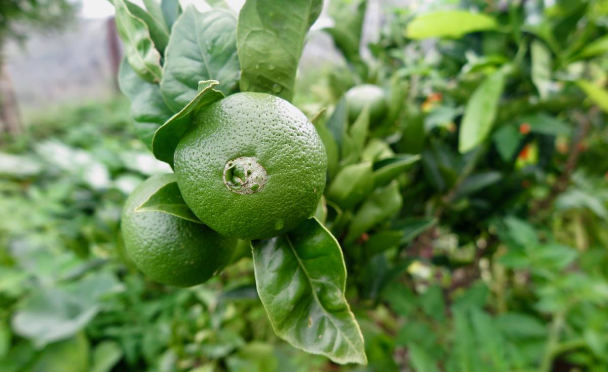 unripe oranges in garden