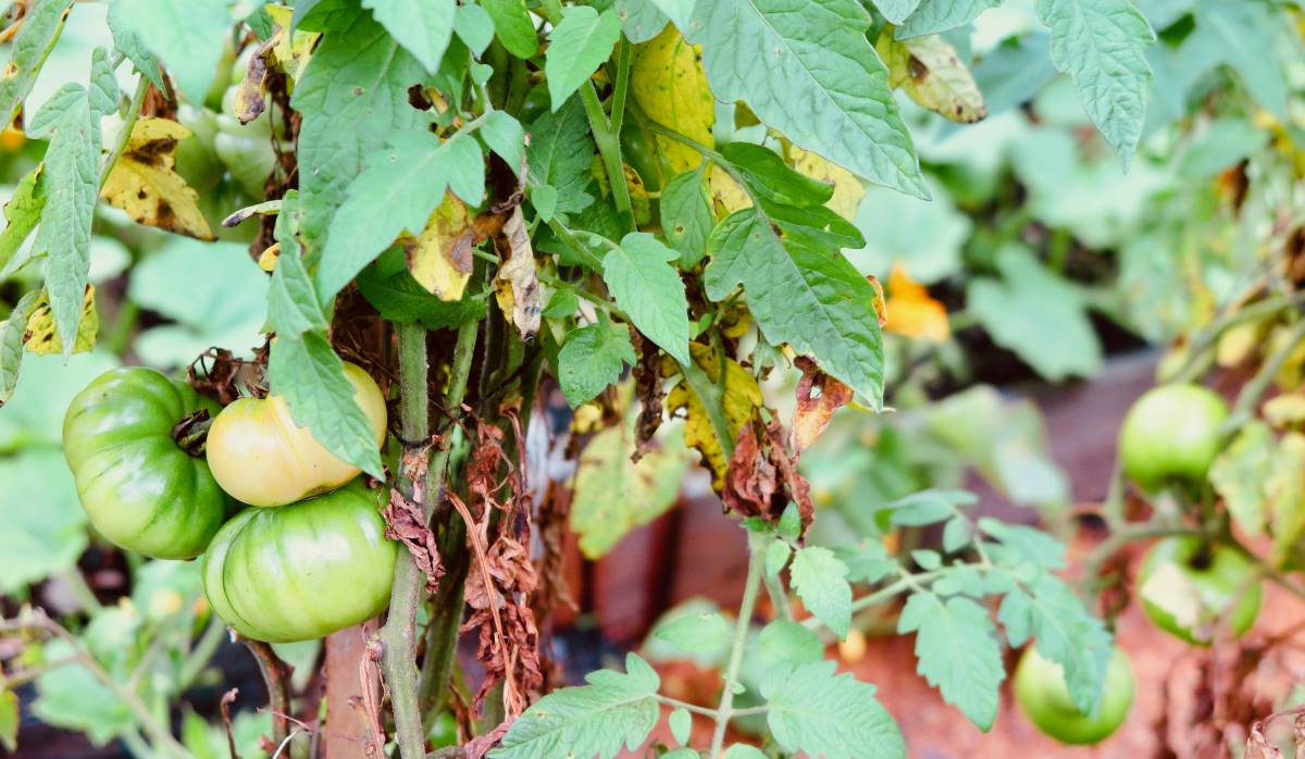 Tomatoes grown organically in the garden. 