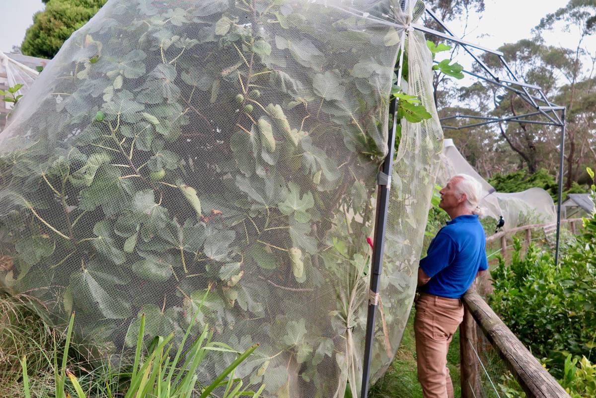 net around a fig tree