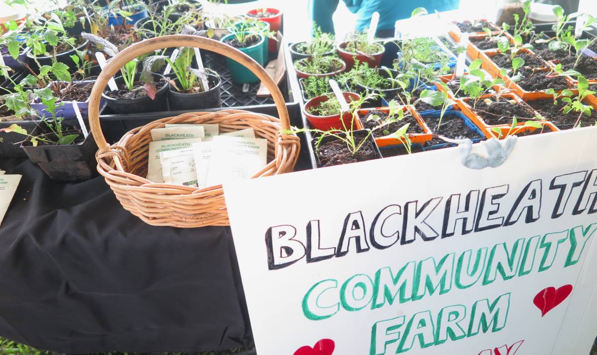 seedlings from blackheath community farm