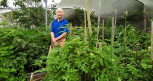 eco gardening in the blue mountains