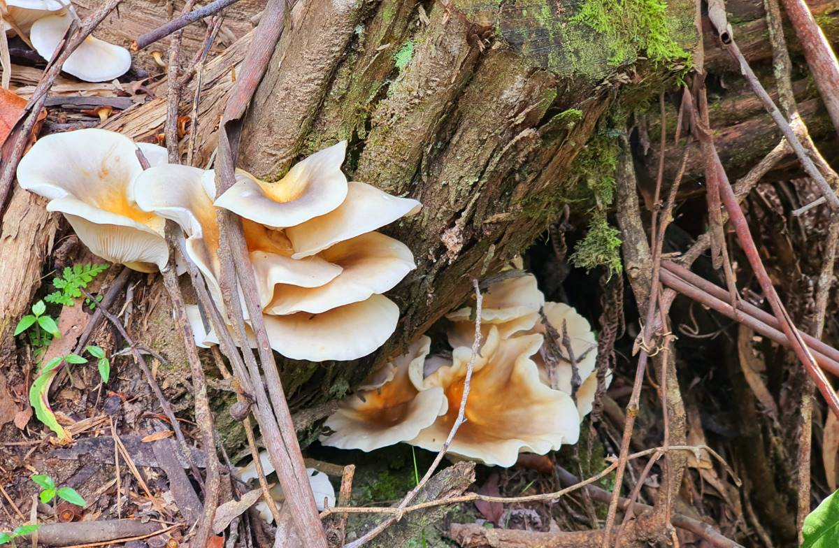 bioluminescent, glow-in-the-dark fungus, Ompholatus nidiformis