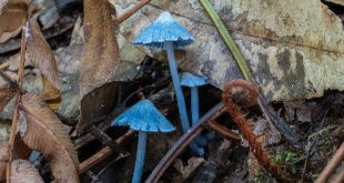 Inocephalus virescens in the blue mountains