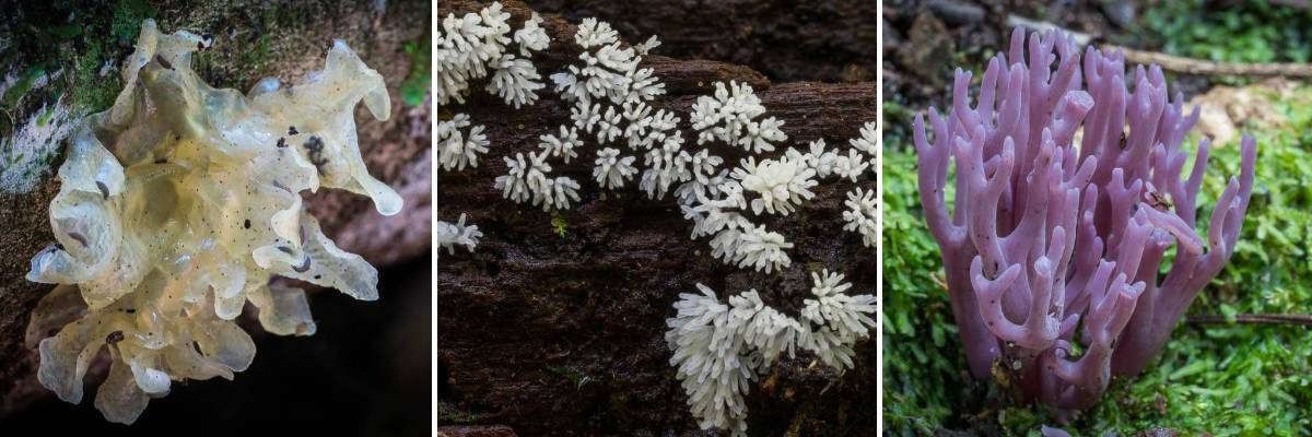 fungi in the blue mountains