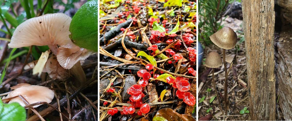 katoomba fungi