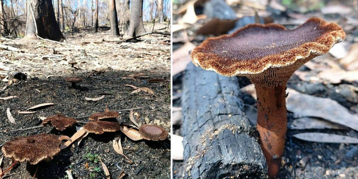 Leathery Sawgills [Neolentinus dactyloides]