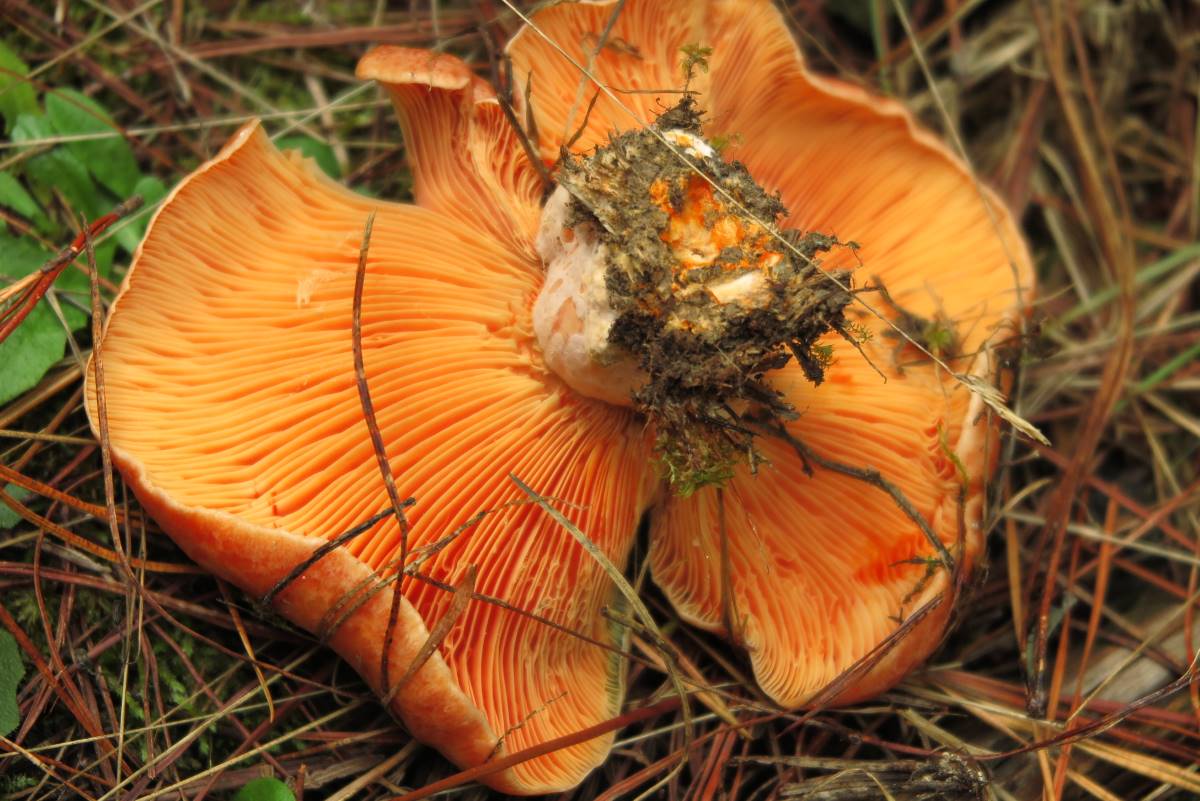 The Saffron milk cap