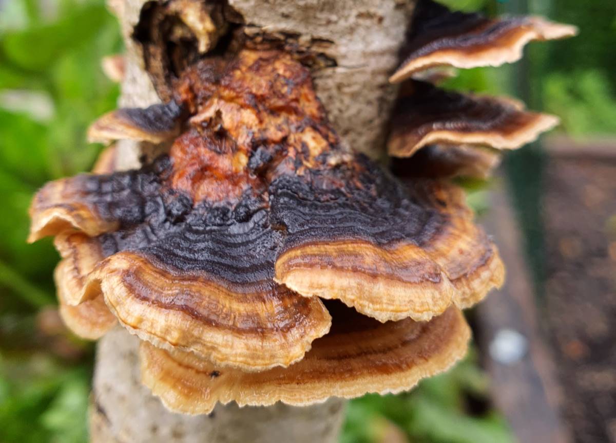 Turkey Tail (Trametes versicolor) 