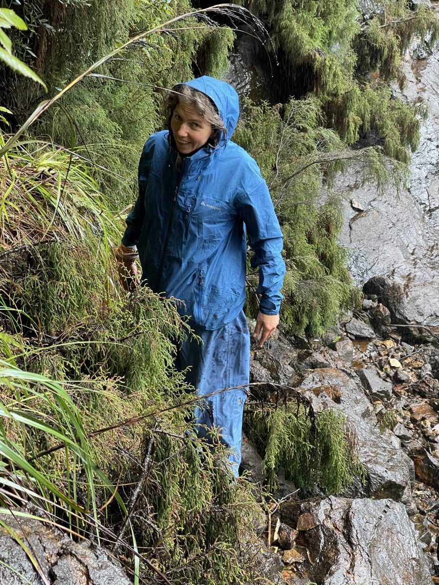 Guardian angel of the Dwarf Mountain Pine. Sarah Delaney