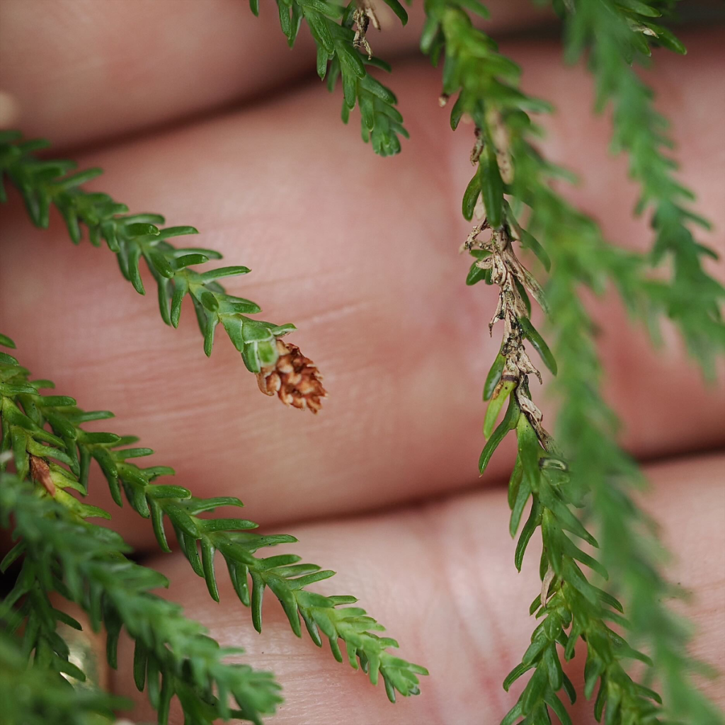 dwarf mountain pine cones