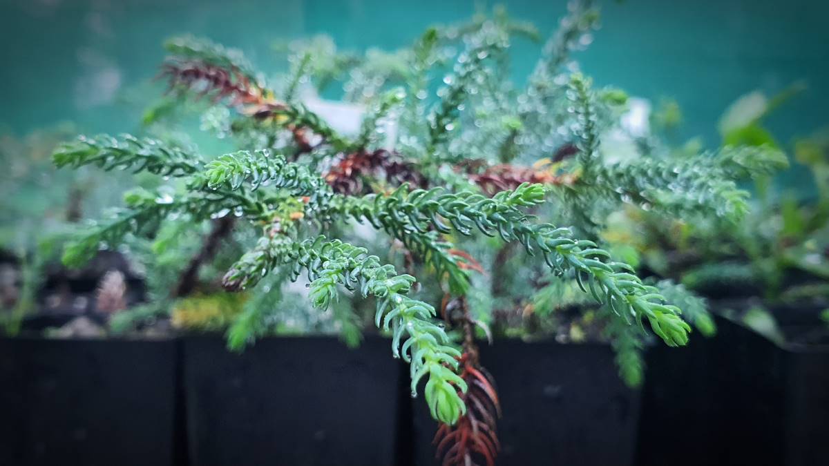 Tiny Dwarf Mountain Pines propagated by Blue Mountains Wildplant Rescue Service