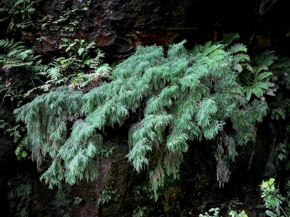 Pherosphaera fitzgeraldii, the Dwarf Mountain Pine