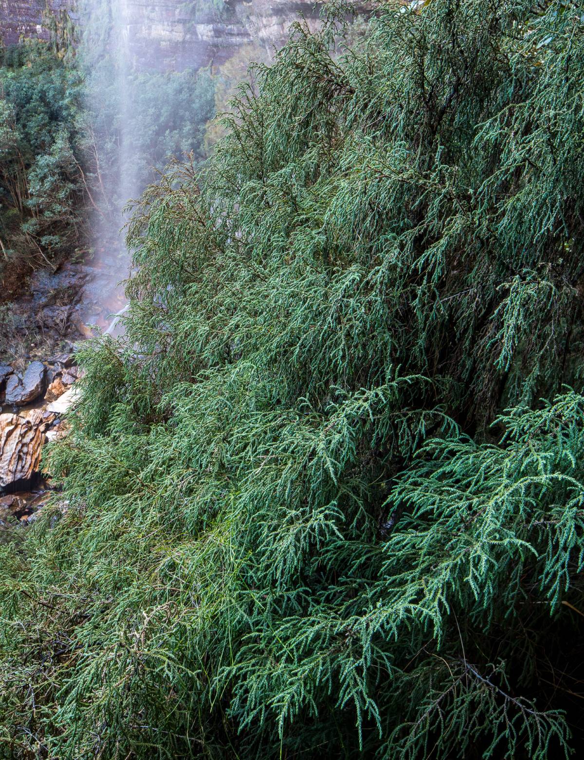 dwarf mountain pine in katoomba