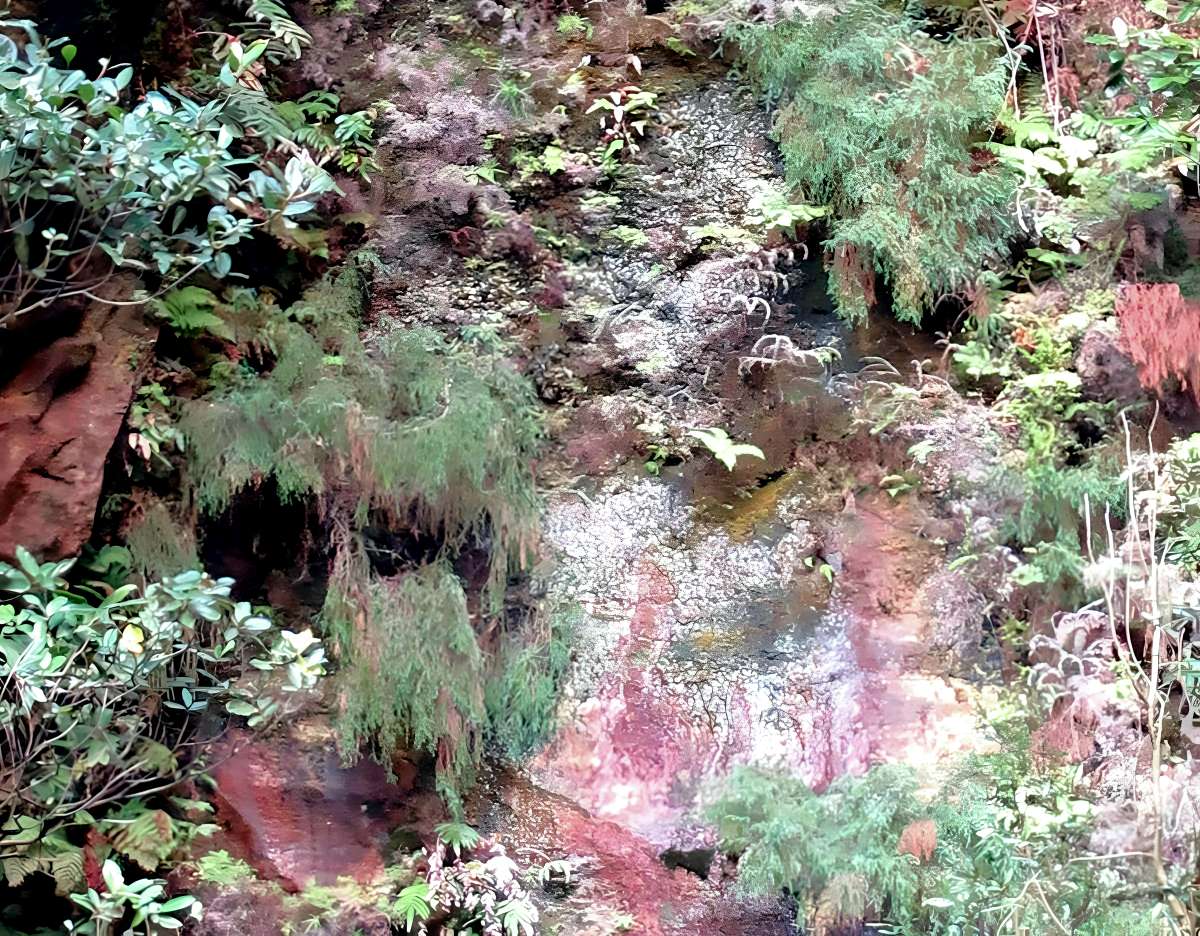 Pherosphaera fitzgeraldii plants hanging on to the cliff