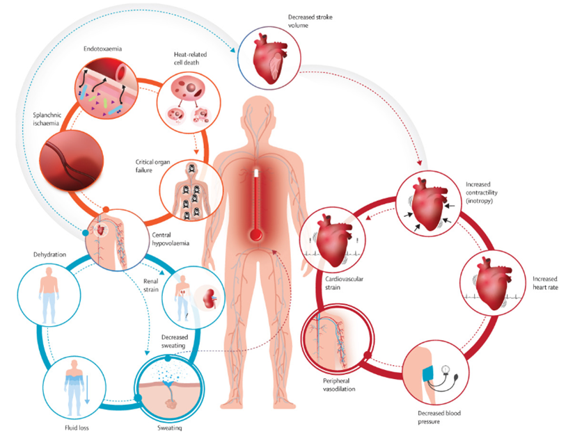 heatwave effects on human body